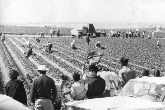 (3367) Picket, Field, Salinas, California, 1970